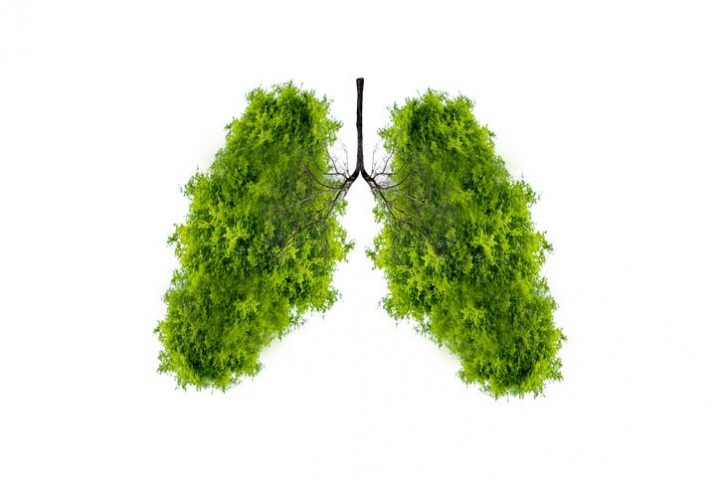 tree-like lungs
